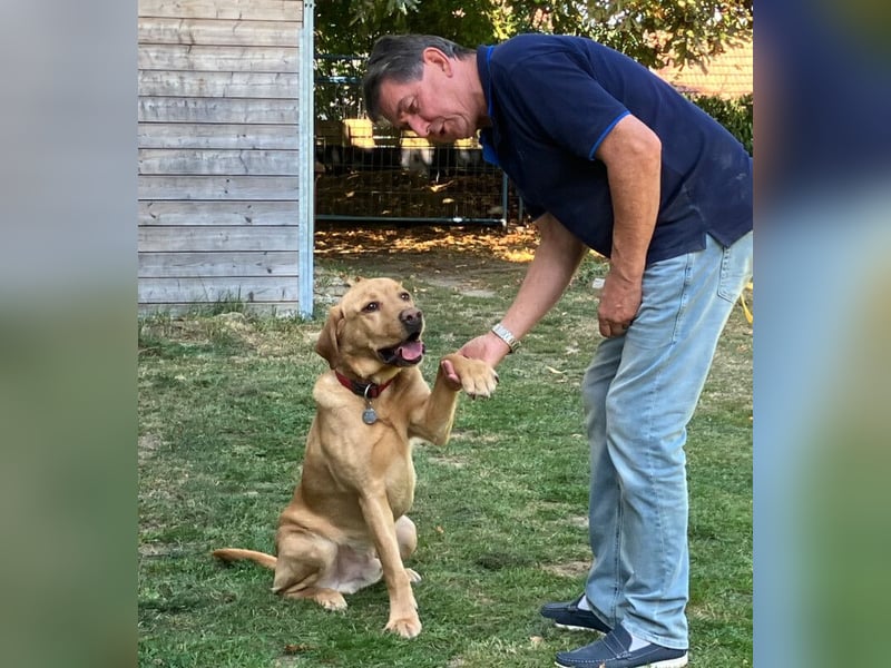 Mr Sam - sucht Menschen mit Hundeverstand - Tierhilfe Franken e.V.