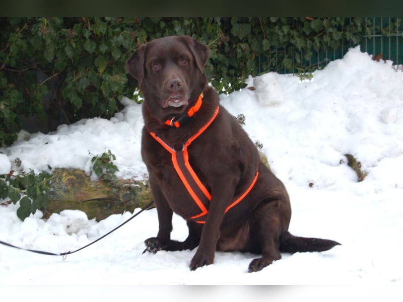 Sir Toni Brown - gutmütig und verschmust - Tierhilfe Franken e.V.