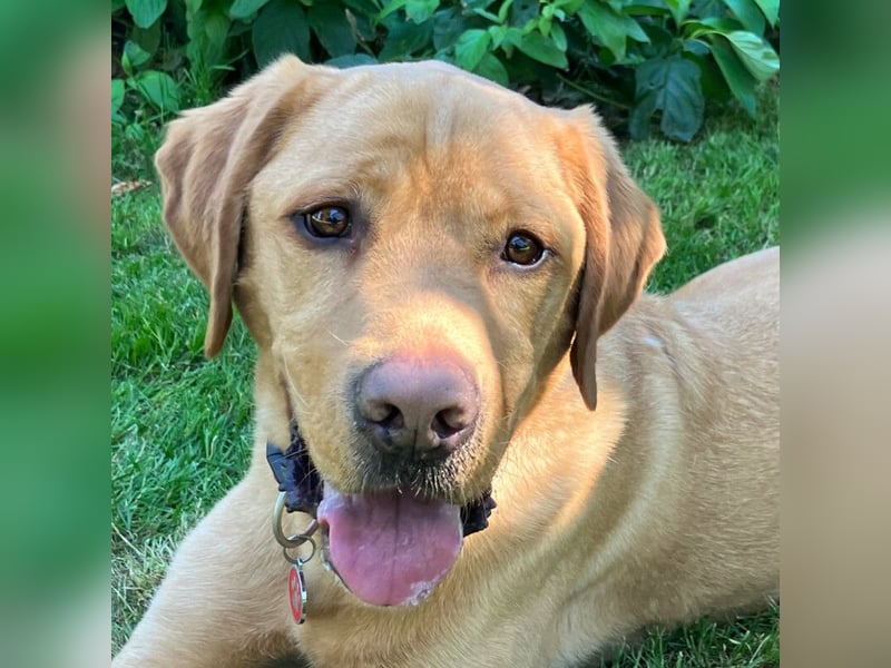 Mr Sam - sucht Menschen mit Hundeverstand - Tierhilfe Franken e.V.