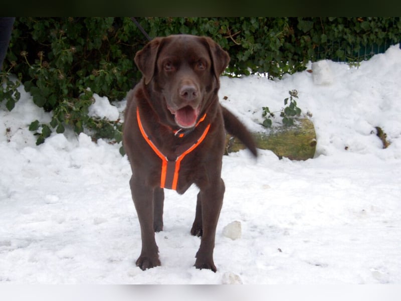 Sir Toni Brown - gutmütig und verschmust - Tierhilfe Franken e.V.