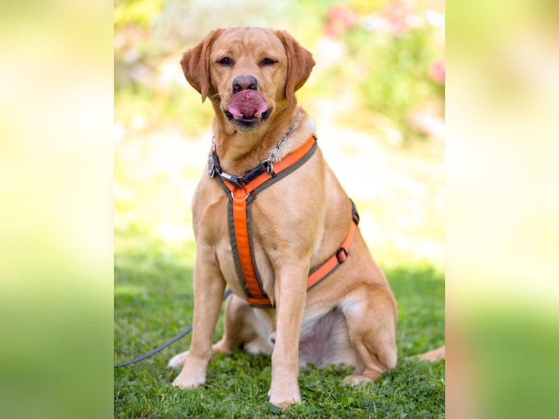 Mr Sam - sucht Menschen mit Hundeverstand - Tierhilfe Franken e.V.