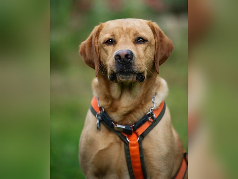 Mr Sam - sucht Menschen mit Hundeverstand - Tierhilfe Franken e.V.