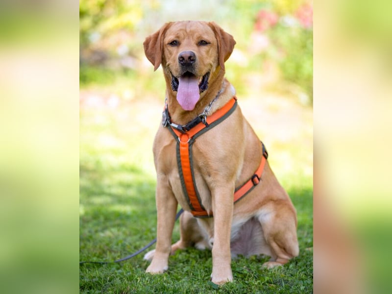 Mr Sam - sucht Menschen mit Hundeverstand - Tierhilfe Franken e.V.