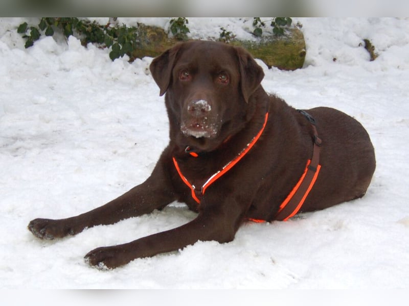 Sir Toni Brown - gutmütig und verschmust - Tierhilfe Franken e.V.