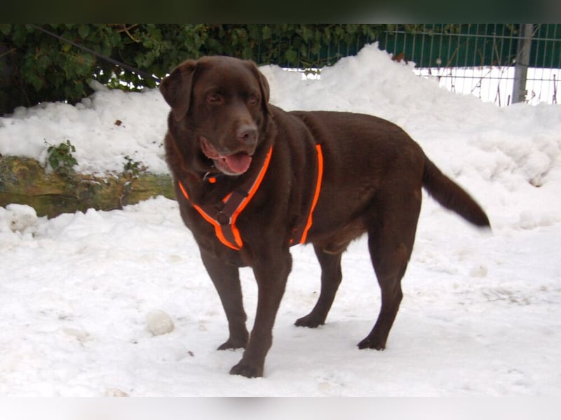 Sir Toni Brown - gutmütig und verschmust - Tierhilfe Franken e.V.