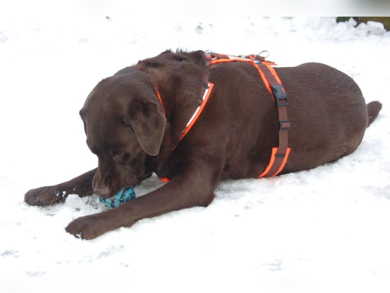 Sir Toni Brown - gutmütig und verschmust - Tierhilfe Franken e.V.