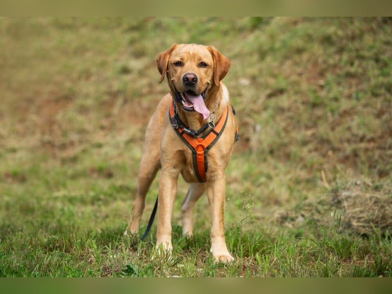 Mr Sam - sucht Menschen mit Hundeverstand - Tierhilfe Franken e.V.