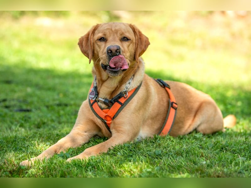 Mr Sam - sucht Menschen mit Hundeverstand - Tierhilfe Franken e.V.