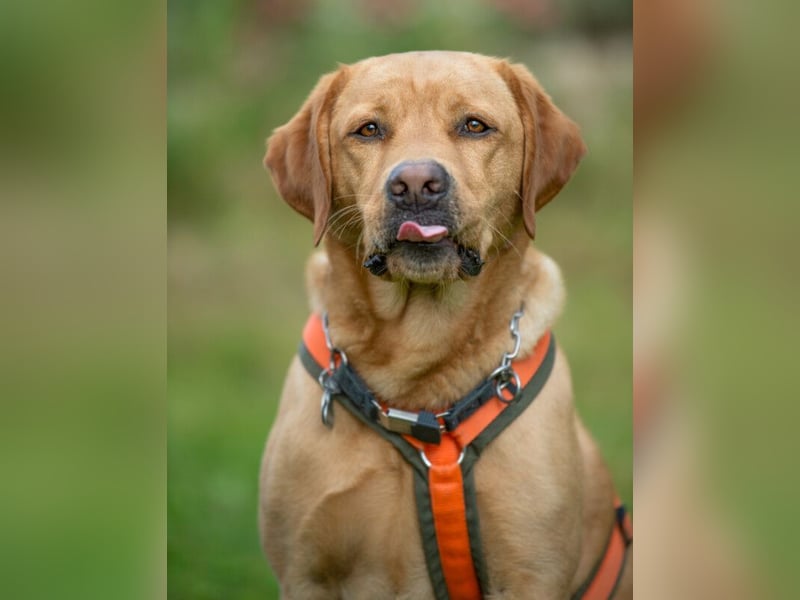 Mr Sam - sucht Menschen mit Hundeverstand - Tierhilfe Franken e.V.