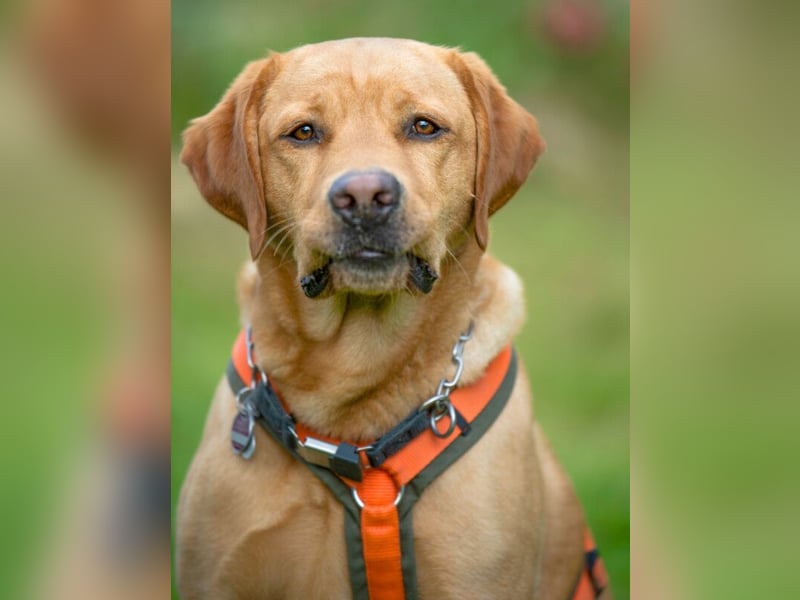 Mr Sam - sucht Menschen mit Hundeverstand - Tierhilfe Franken e.V.