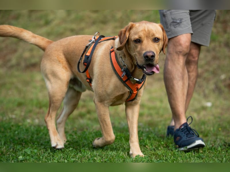 Mr Sam - sucht Menschen mit Hundeverstand - Tierhilfe Franken e.V.