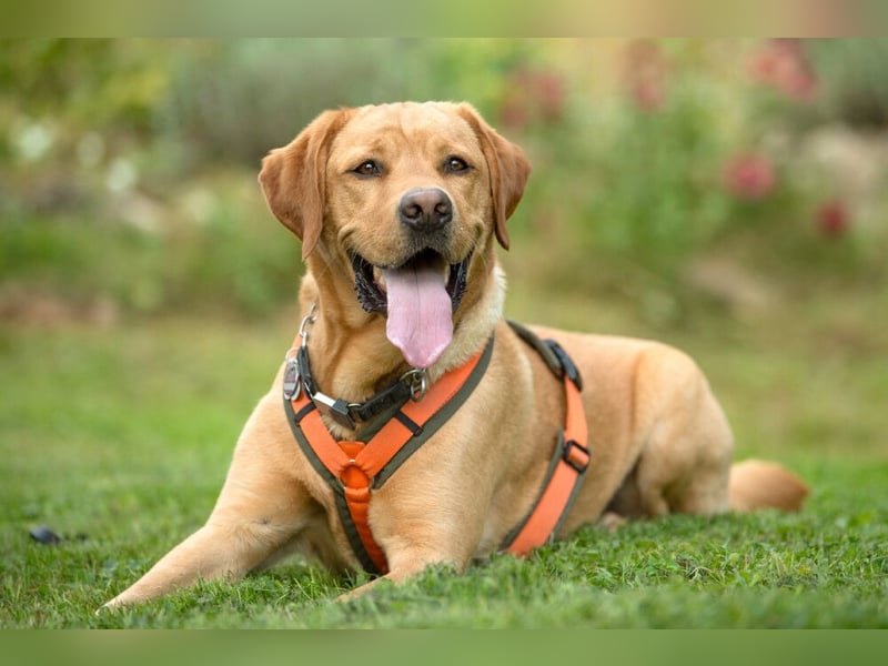 Mr Sam - sucht Menschen mit Hundeverstand - Tierhilfe Franken e.V.