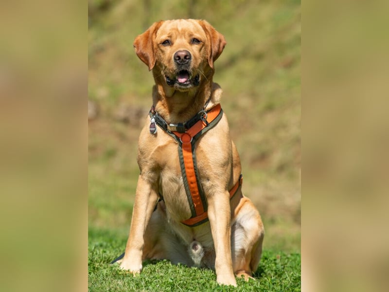 Mr Sam - sucht Menschen mit Hundeverstand - Tierhilfe Franken e.V.