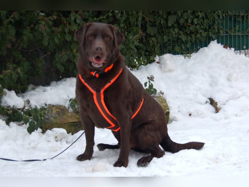 Sir Toni Brown - gutmütig und verschmust - Tierhilfe Franken e.V.