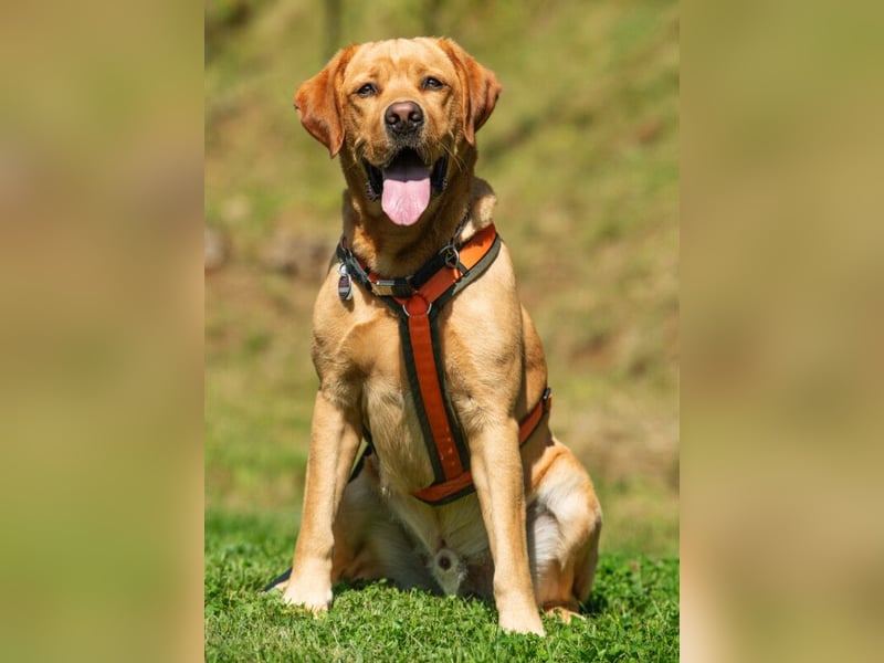 Mr Sam - sucht Menschen mit Hundeverstand - Tierhilfe Franken e.V.