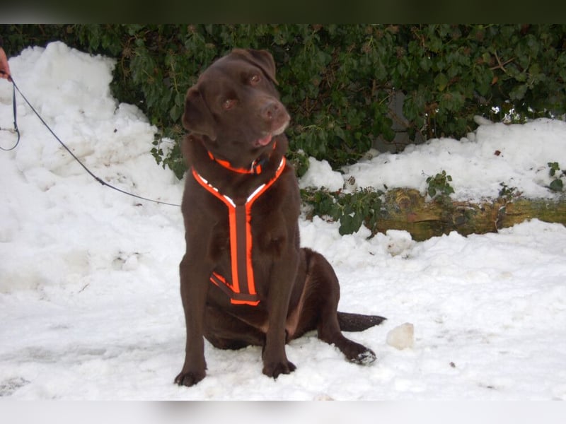 Sir Toni Brown - gutmütig und verschmust - Tierhilfe Franken e.V.