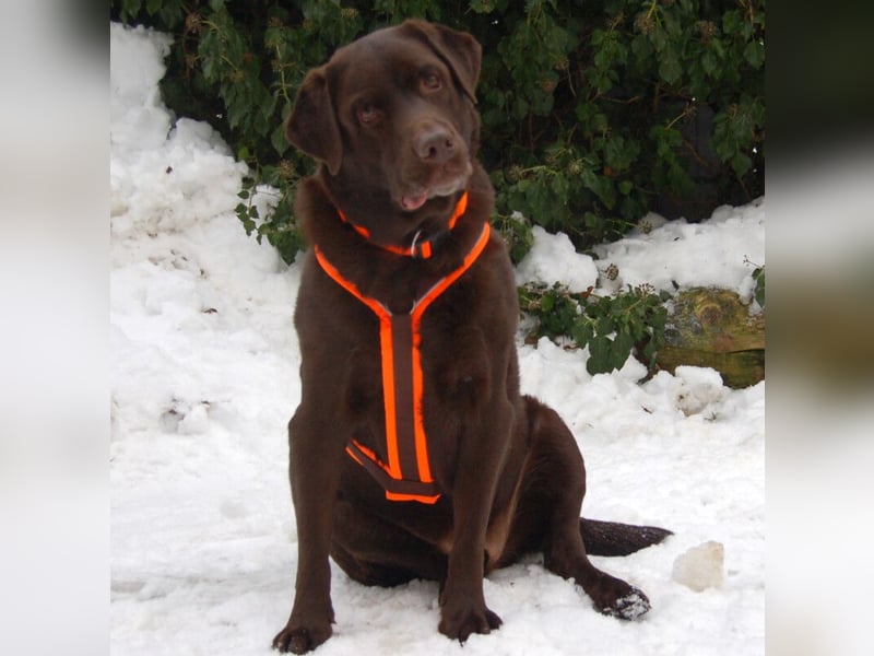 Sir Toni Brown - gutmütig und verschmust - Tierhilfe Franken e.V.