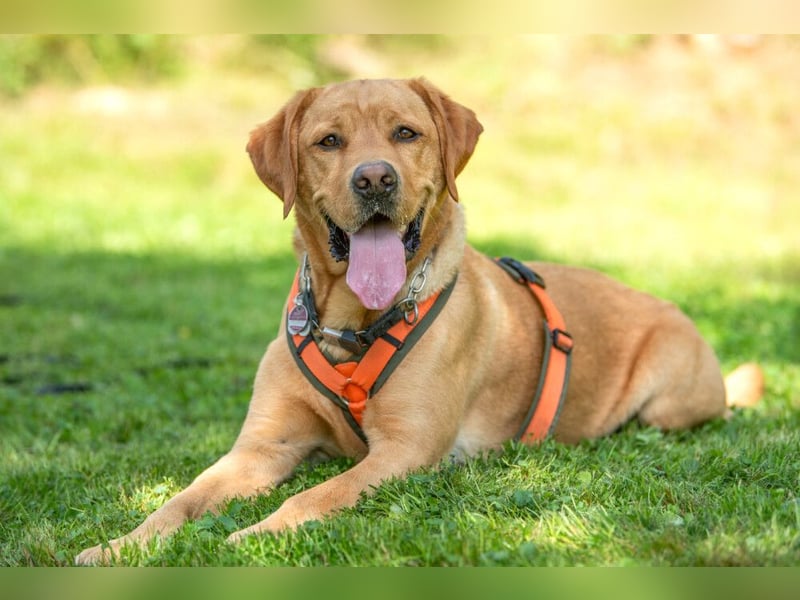 Mr Sam - sucht Menschen mit Hundeverstand - Tierhilfe Franken e.V.