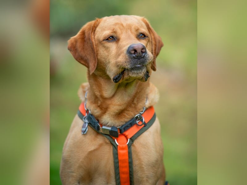Mr Sam - sucht Menschen mit Hundeverstand - Tierhilfe Franken e.V.