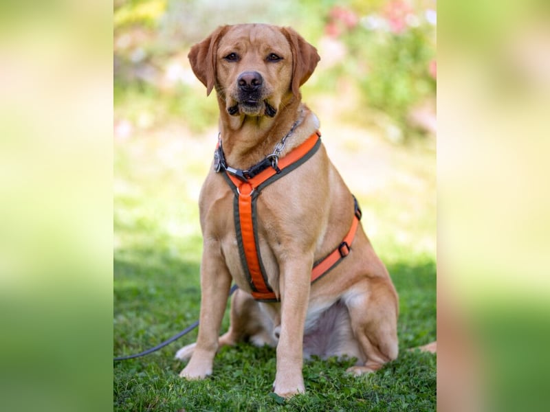 Mr Sam - sucht Menschen mit Hundeverstand - Tierhilfe Franken e.V.