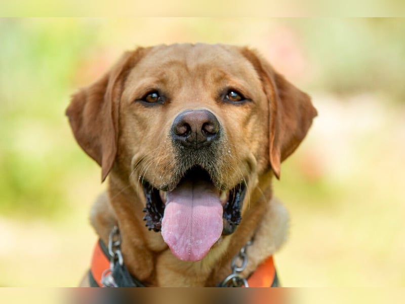 Mr Sam - sucht Menschen mit Hundeverstand - Tierhilfe Franken e.V.