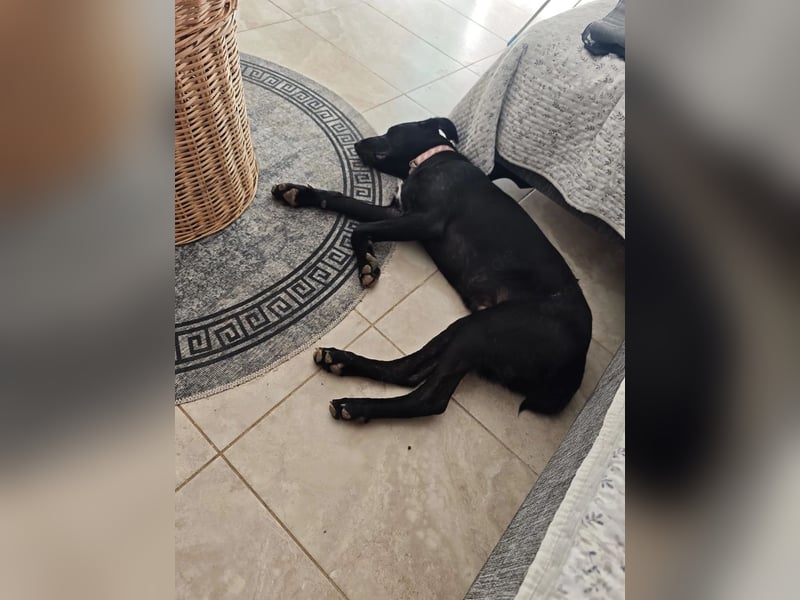 Labrador Rüde Aras sucht sein Für-immer-Zuhause