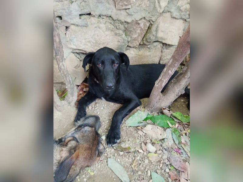 Labrador Rüde Aras sucht sein Für-immer-Zuhause