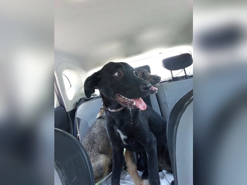 Labrador Rüde Aras sucht sein Für-immer-Zuhause