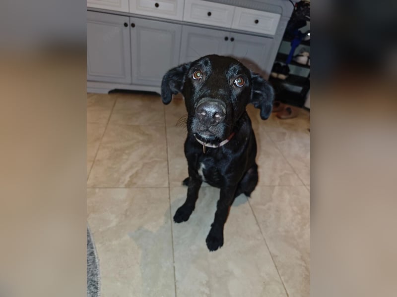 Labrador Rüde Aras sucht sein Für-immer-Zuhause