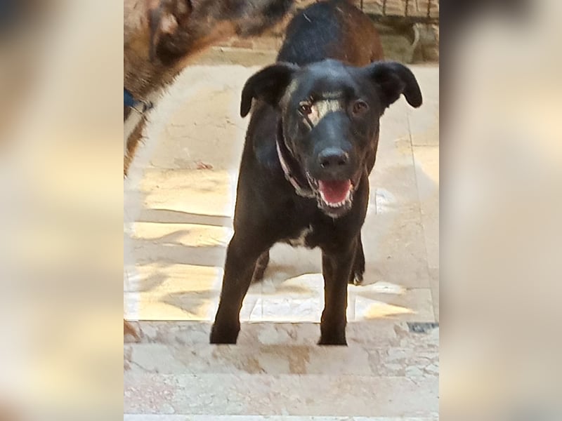 Labrador Rüde Aras sucht sein Für-immer-Zuhause