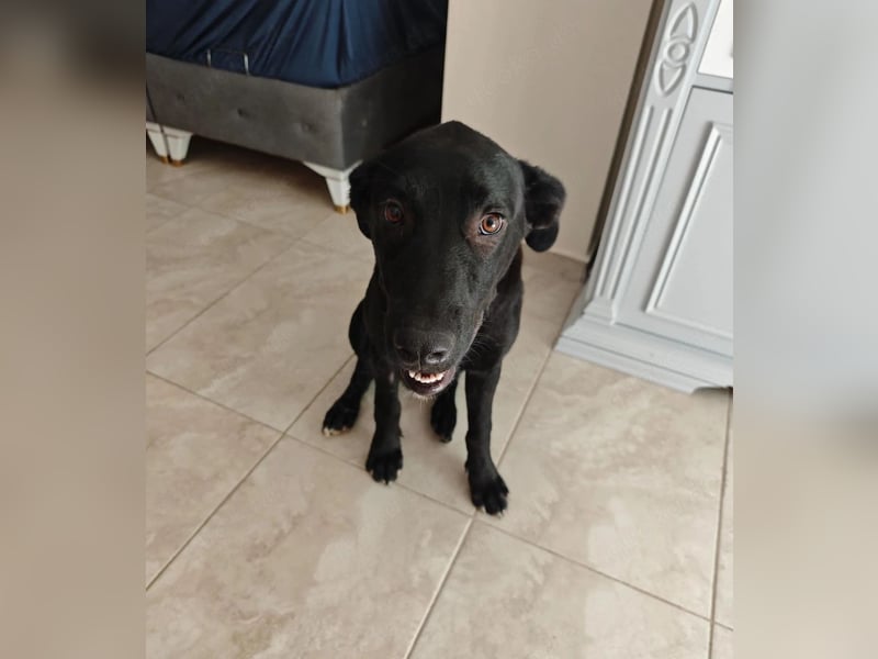 Labrador Rüde Aras sucht sein Für-immer-Zuhause