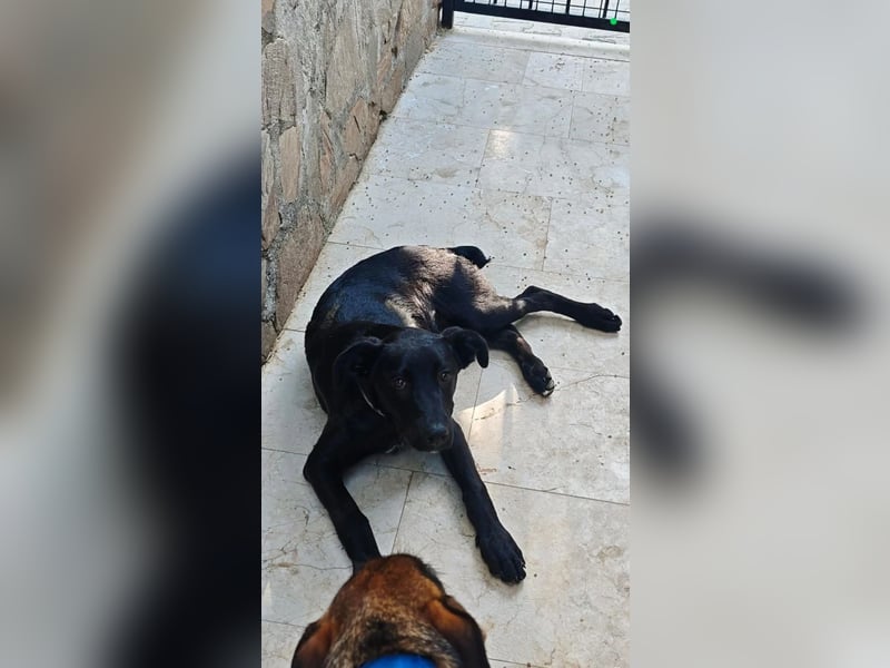 Labrador Rüde Aras sucht sein Für-immer-Zuhause