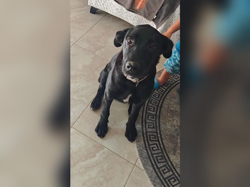 Labrador Rüde Aras sucht sein Für-immer-Zuhause