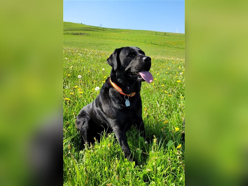 Deckrüde - Labrador-Retriever - Arne von Lammertshof – schwarz – kein Verkauf