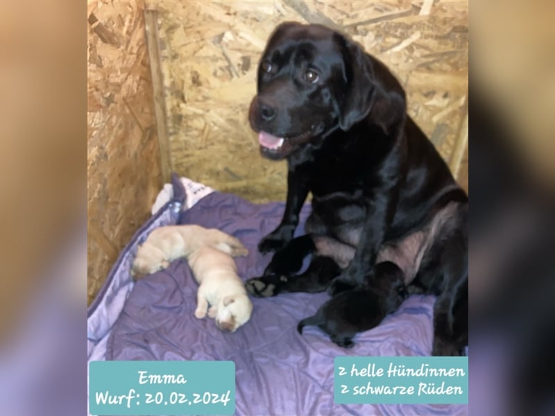Deckrüde - Labrador-Retriever - Arne von Lammertshof – schwarz – kein Verkauf