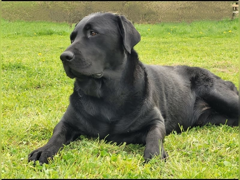 Deckrüde - Labrador-Retriever - Arne von Lammertshof – schwarz – kein Verkauf