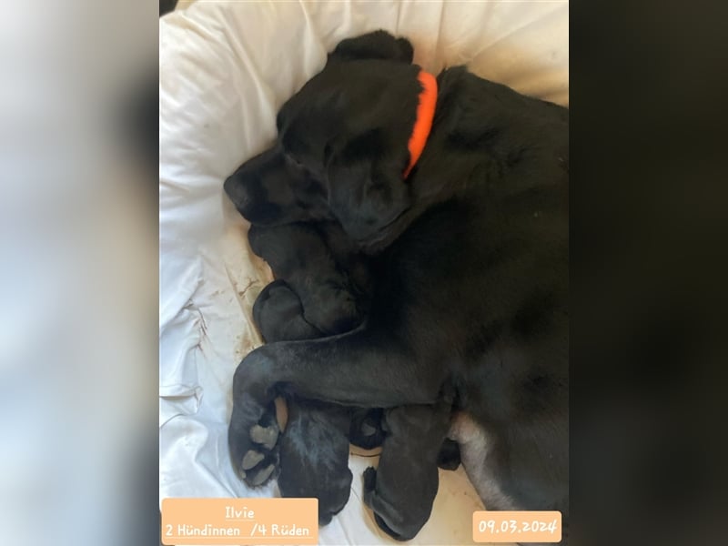 Deckrüde - Labrador-Retriever - Arne von Lammertshof – schwarz – kein Verkauf