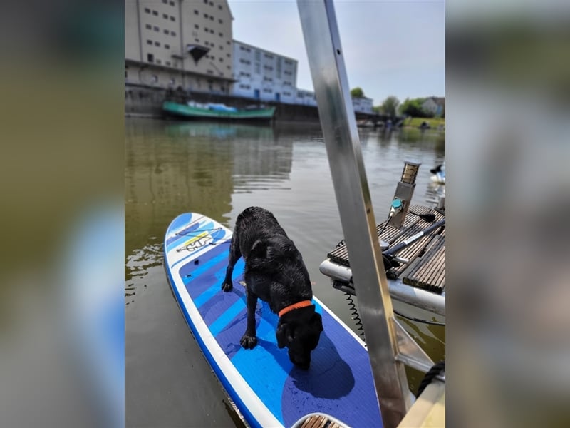 Deckrüde - Labrador-Retriever - Arne von Lammertshof – schwarz – kein Verkauf