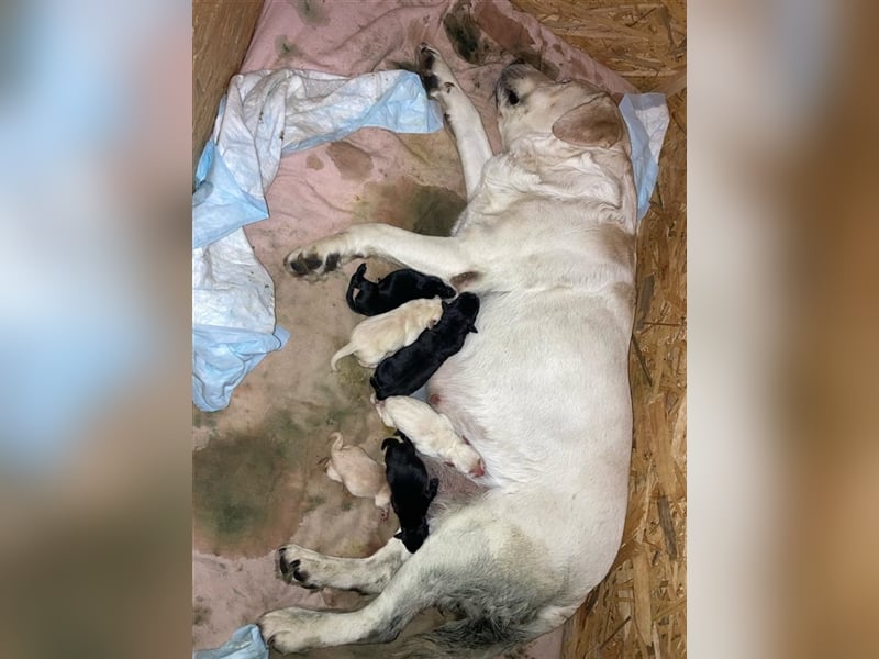 Deckrüde - Labrador-Retriever - Arne von Lammertshof – schwarz – kein Verkauf