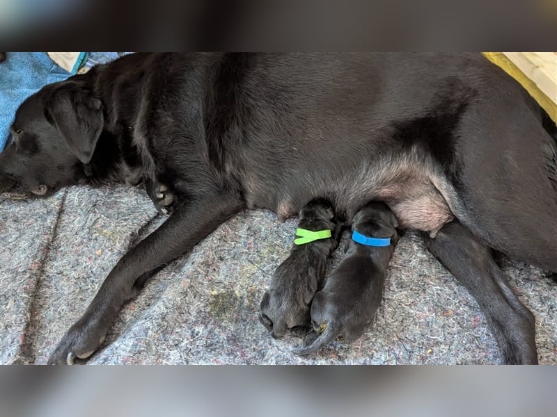 Deckrüde - Labrador-Retriever - Arne von Lammertshof – schwarz – kein Verkauf