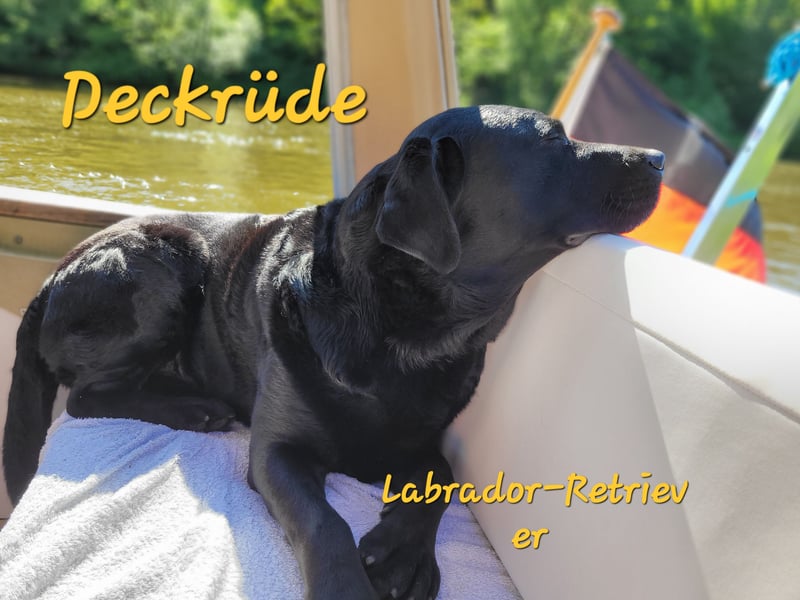 Deckrüde - Labrador-Retriever - Arne von Lammertshof – schwarz – kein Verkauf