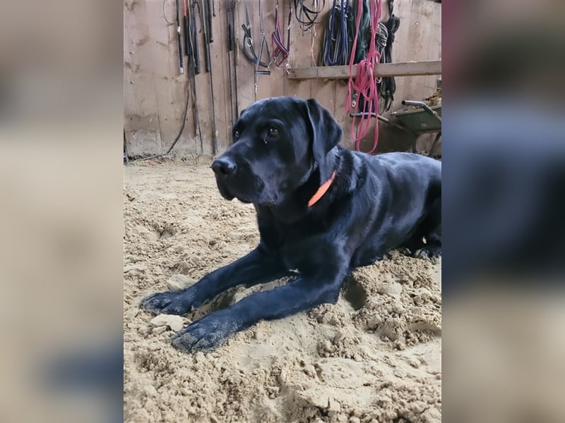 Deckrüde - Labrador-Retriever - Arne von Lammertshof – schwarz – kein Verkauf