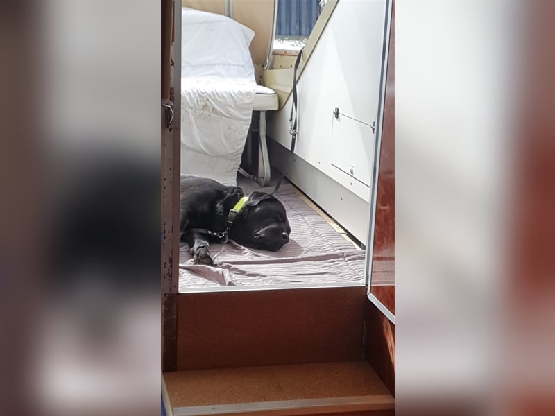 Deckrüde - Labrador-Retriever - Arne von Lammertshof – schwarz – kein Verkauf