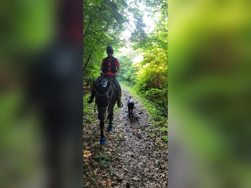 Deckrüde - Labrador-Retriever - Arne von Lammertshof – schwarz – kein Verkauf