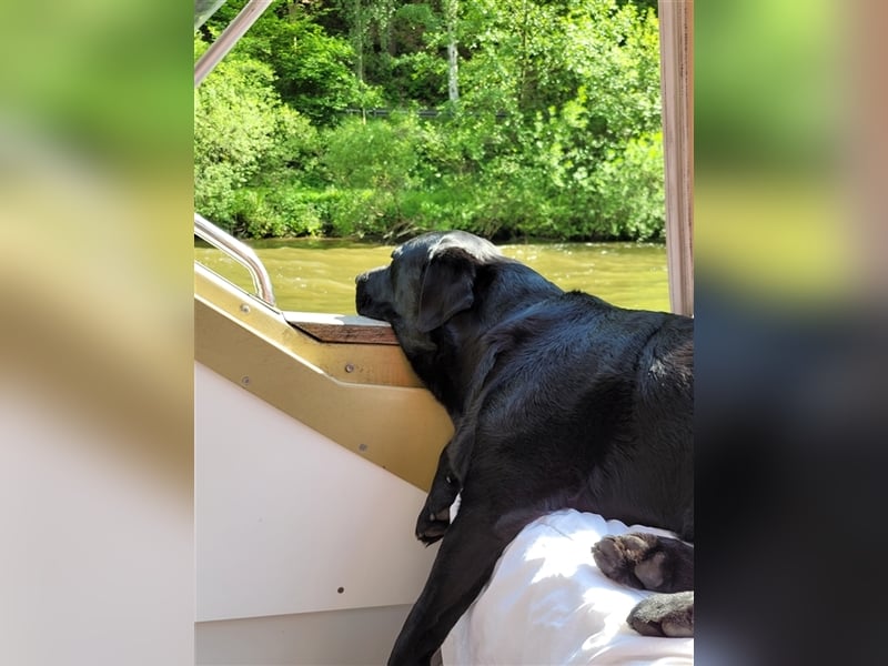 Deckrüde - Labrador-Retriever - Arne von Lammertshof – schwarz – kein Verkauf