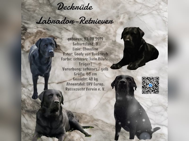 Deckrüde - Labrador-Retriever - Arne von Lammertshof – schwarz – kein Verkauf