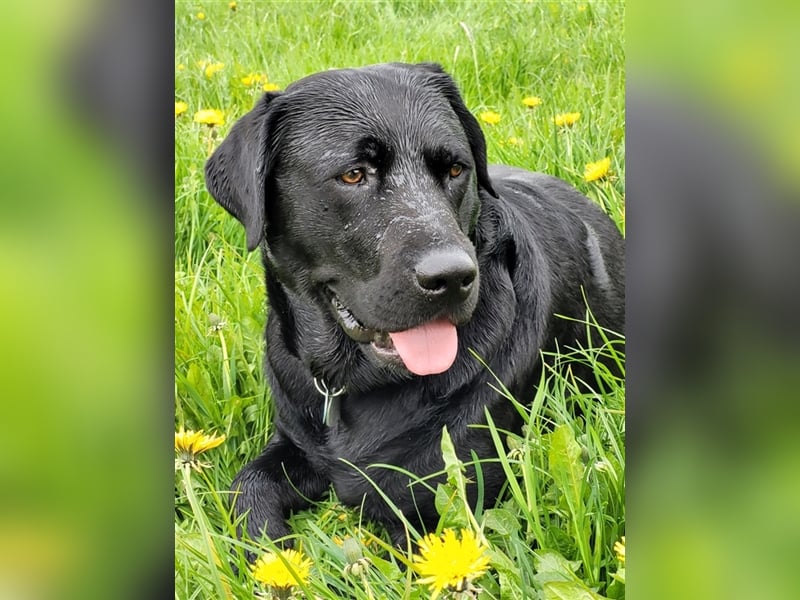 Deckrüde - Labrador-Retriever - Arne von Lammertshof – schwarz – kein Verkauf