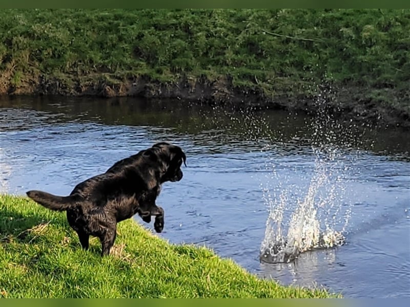 Deckrüde - Labrador-Retriever - Arne von Lammertshof – schwarz – kein Verkauf