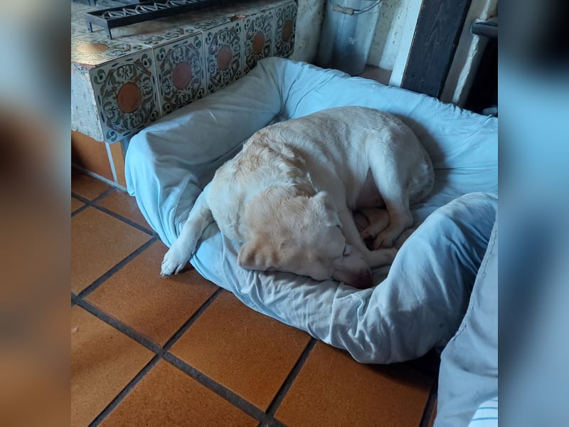 JESSIE- eine perfekte Begleiterin
