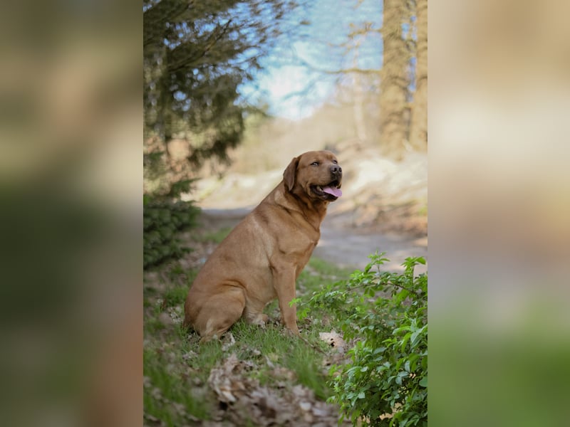 Labrador Foxred Deckrüde